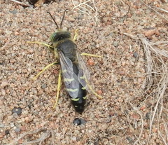 Bembix americana spinolae