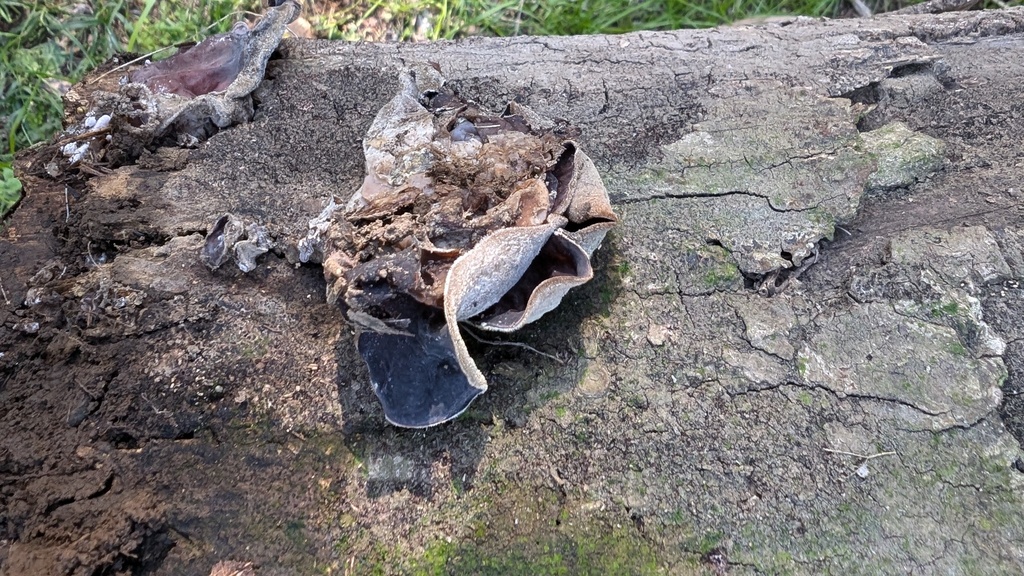 Auricularia polytricha · November 2024 · photo: © atsushi_nakajima_cirque (iNaturalist, cc-by)