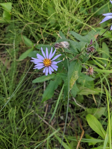Siberian Aster