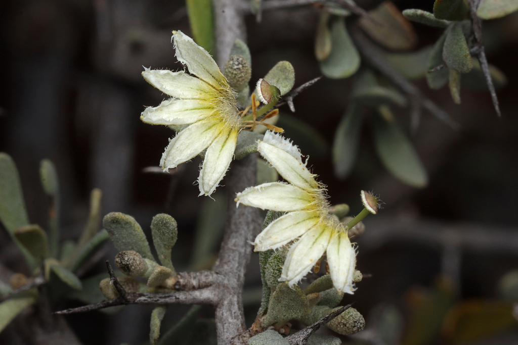 Spiny Fan-flower