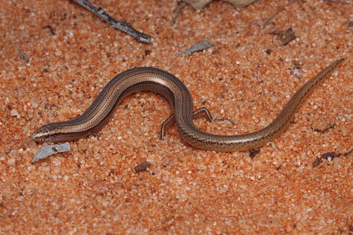 Dwarf Three-toed Slider, Lerista timida