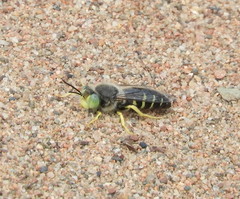 Bembix americana spinolae