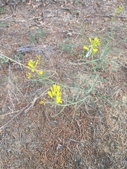 Sisymbrium linifolium