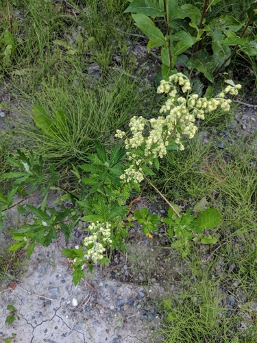 Tilesius Wormwood