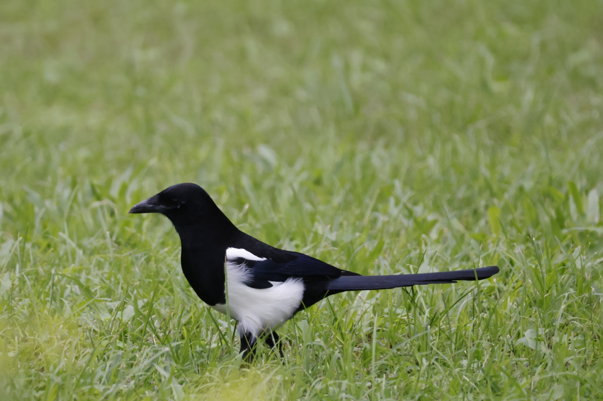 Oriental Magpie