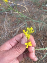Sisymbrium linifolium