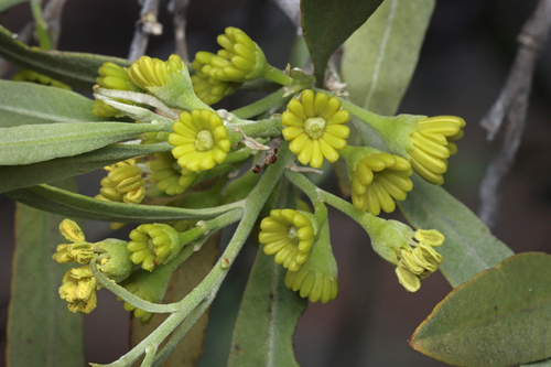 Image of Cattle Bush (Alectryon oleifolius) by no rights reserved