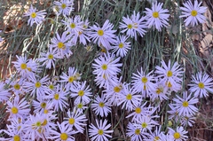 Erigeron utahensis
