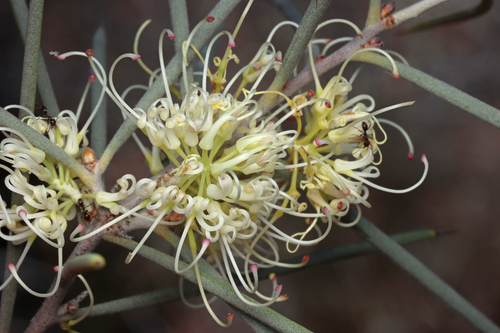 Hakea leucoptera, photograph 4