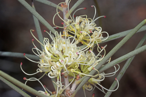 silver needlewood (Hakea leucoptera)