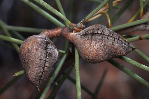 Hakea leucoptera, photograph 5