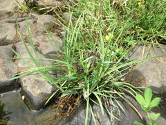 Juncus covillei