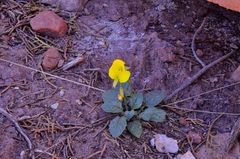 Chylismia multijuga