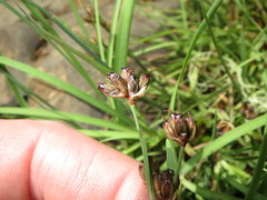 Juncus covillei