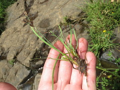 Juncus covillei