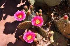 Opuntia aurea