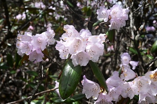 Rhododendron principis
