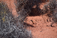 Reddening Sand-Dragon photo 1