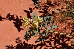 Astragalus praelongus