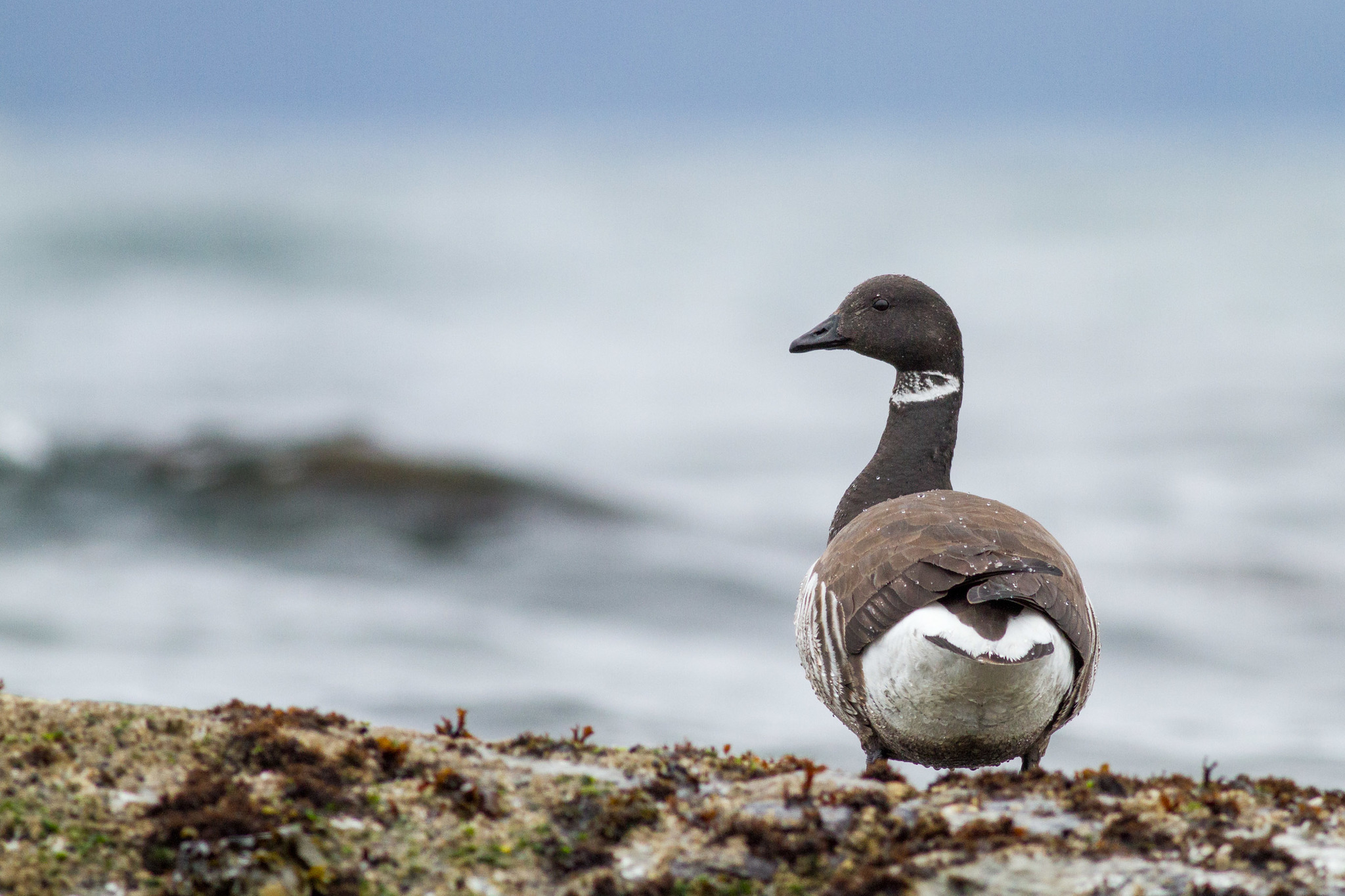 Brant Goose