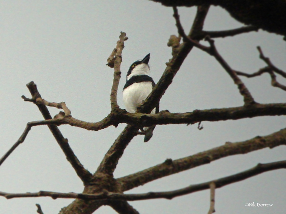 Ituri Batis (Batis ituriensis)