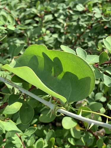 roundleaf greenbrier (Smilax rotundifolia)
