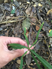 Nestegis cunninghamii