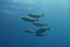 Greater Amberjack