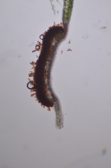 Puccinia porphyrogenita