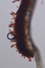 Puccinia porphyrogenita