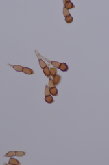 Puccinia porphyrogenita