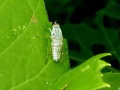 Pandivirilia albifrons