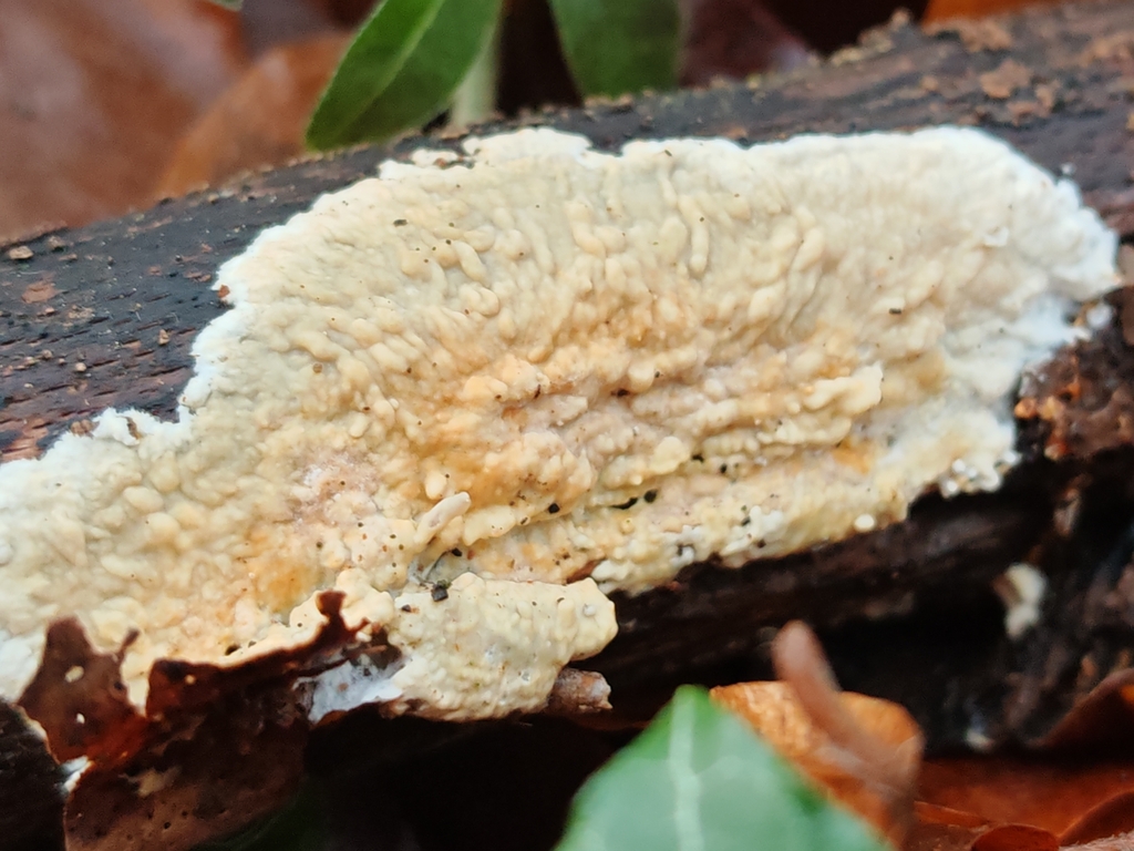 Phanerochaete sordida