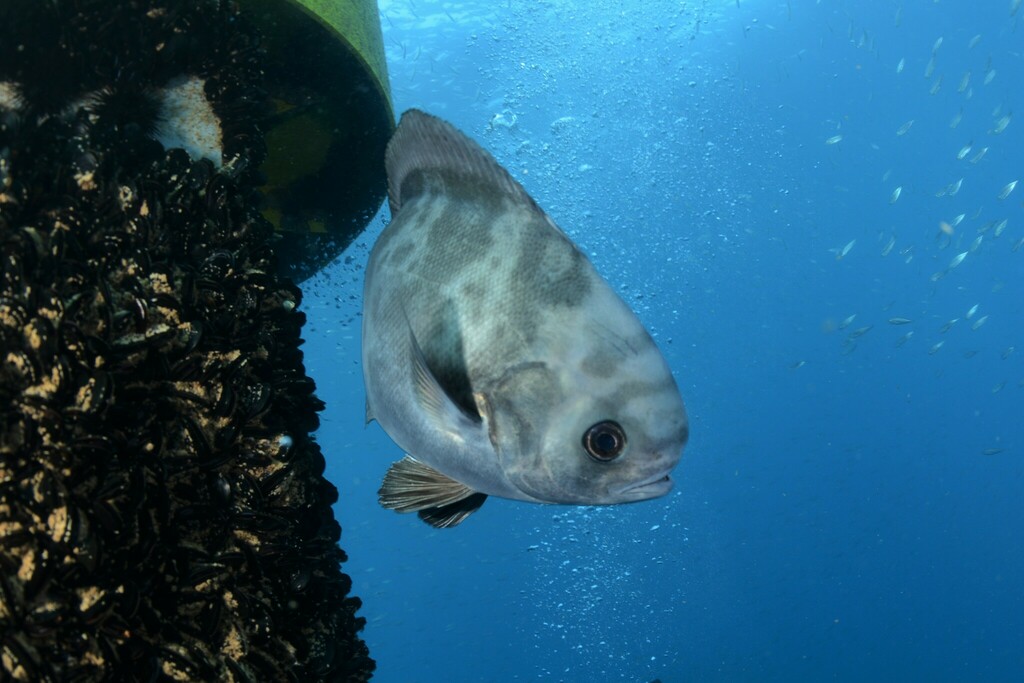 Imperial blackfish (Schedophilus ovalis) — Centrolophidae
