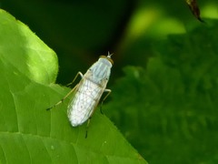 Pandivirilia albifrons