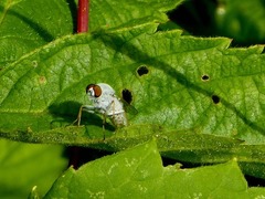 Pandivirilia albifrons