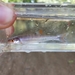 Lythrurus ardens - Photo (c) nv_multispeciesfishing, osa oikeuksista pidätetään (CC BY-NC), uploaded by nv_multispeciesfishing