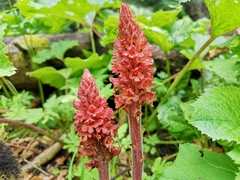 Orobanche flava