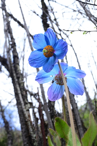 Meconopsis grandis iNat (1)