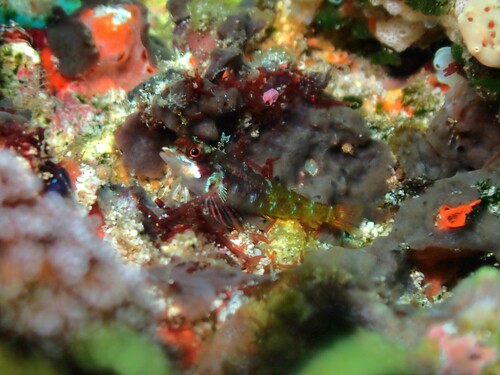 Enneapterygius tutuilae observed 2024-11-04