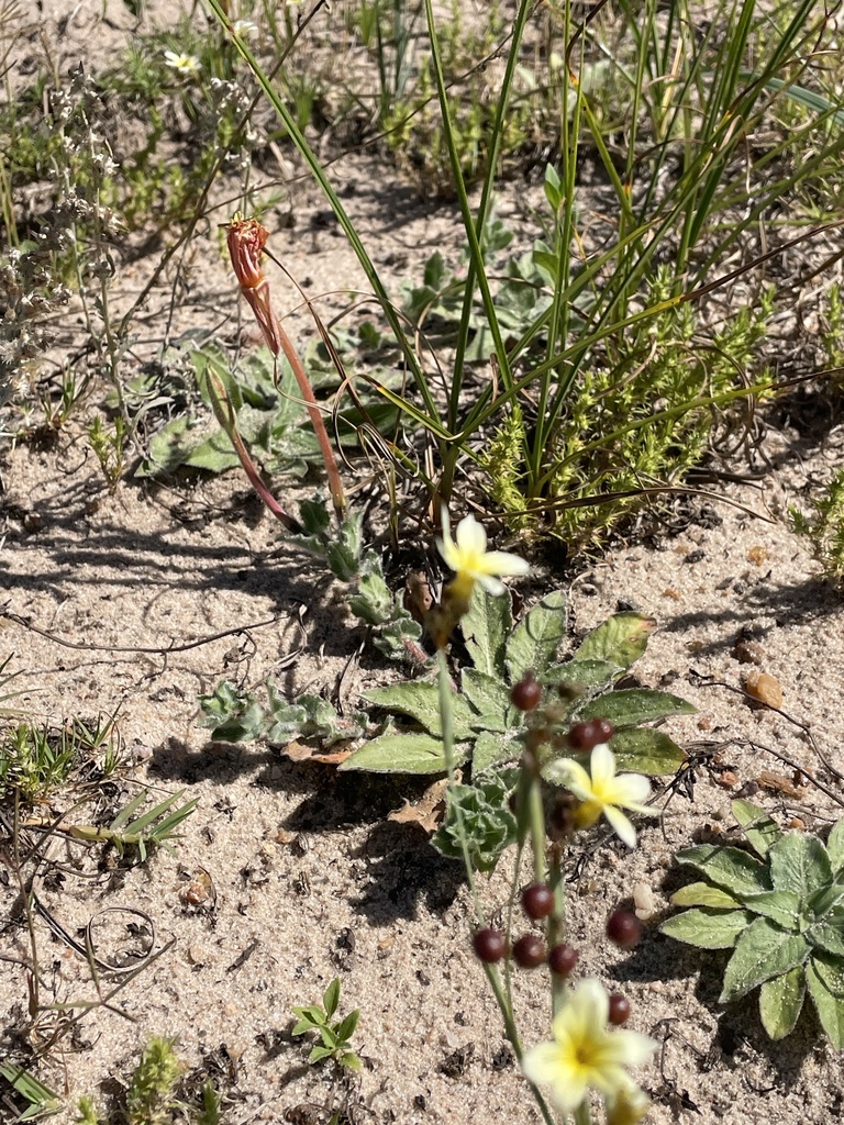 Long-flowered Evening-primrose