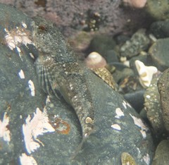 Oligocottus maculosus