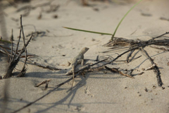 Holbrookia propinqua