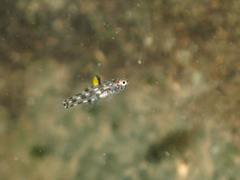Lidwill's Dwarfgoby photo 3