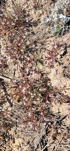 Image of Wimmerella secunda by (c) magriet b, some rights reserved (CC BY-SA)