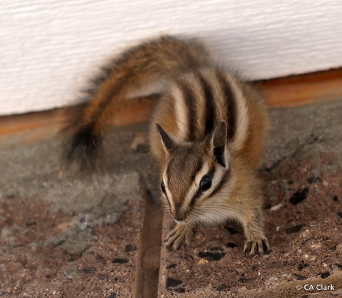 Lodgepole Chipmunk