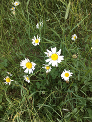 Leucanthemum vulgare