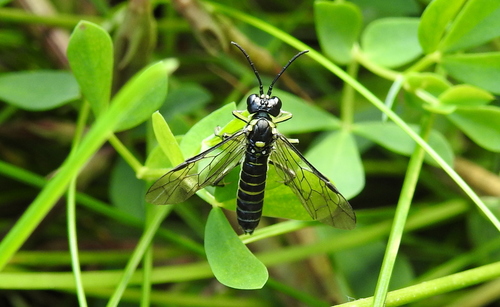 Tenthredinidae