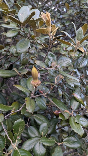 Image of Quercus alnifolia by (c) Ruslan Salimgareev, some rights reserved (CC BY)