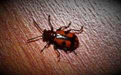 Crioceris bicruciata